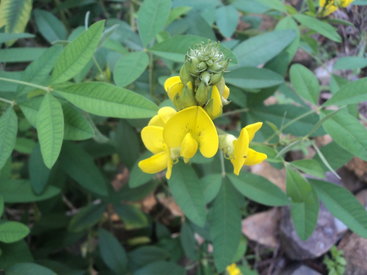 Crotalaria micans Link